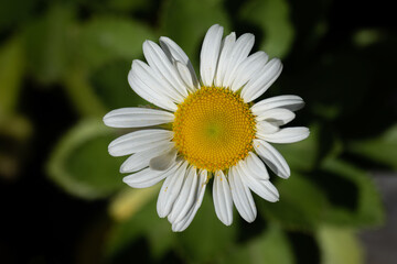 Fototapeta premium daisy flower