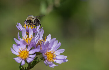 bee on a flower