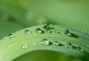 dew on a leaf