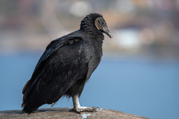 Fototapeta premium vulture in the wild