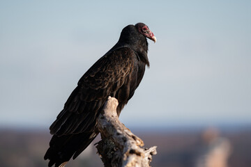 vulture