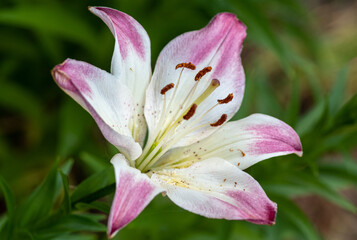 Fototapeta na wymiar pink lily closeup