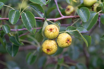 Pyrus pyraster,  European wild pear fruits closeup selective focus