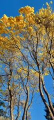 Ipê tree in the forest