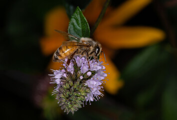 bee on a flower