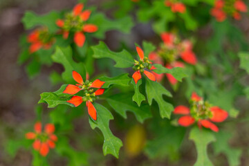 ショウジョウソウ