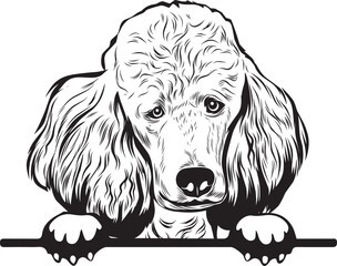 Poodle Peek A Boo | Peekaboo | Peeking Dog Face vector eps