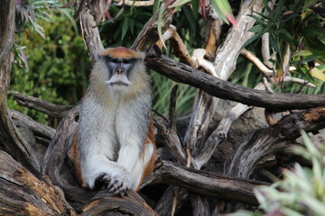 Macaco-pata