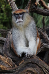 Macaco-pata