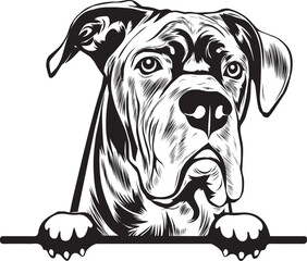 Cane Corso Peek A Boo | Peekaboo | Peeking Dog Face vector eps