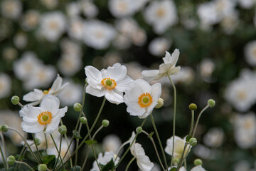 white flowers in a garden