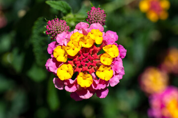 West Indian Lantana flower 