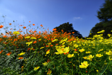 秋晴れのコスモス畑