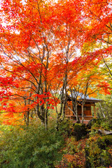 山のお堂の紅葉