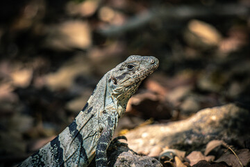 Green iguana (Iguana iguana) Iguanidae family.
