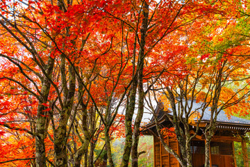 山のお堂の紅葉