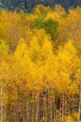 Fototapeta premium 白樺の紅葉 北海道