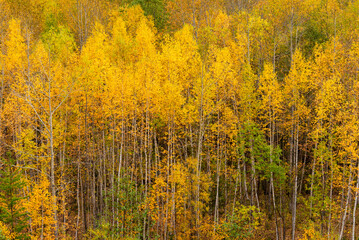 Fototapeta premium 白樺の紅葉 北海道
