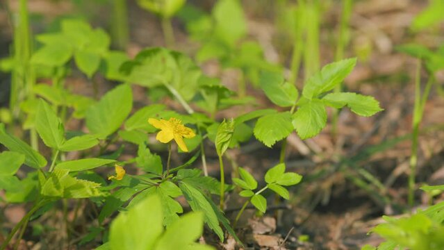 Wild yellow anemone flowers in the early spring forest. Anemone ranunculoides. Pan.