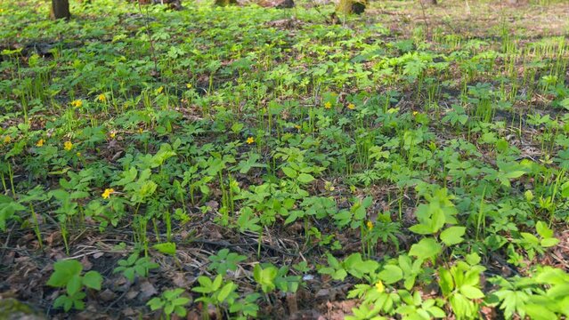 Wild yellow anemone flowers in the early spring forest. Anemone ranunculoides. Pan.