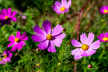 Obraz premium コスモス