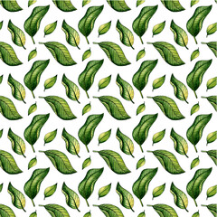 Watercolor illustration of a pattern of green leaves from a tree. Agriculture, eco friendly, organic farm. For the design of design compositions on the theme of tourism, hiking,  outdoor recreation. 