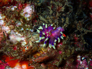 Nudibranchs are a group of soft bodied marine gastropod molluscs which shed their shells after their larval stage