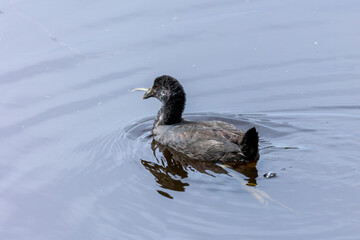 The Dusky Moorhen (Gallinula tenebrosa) is a medium-sized, dark grey-black water bird with a white undertail