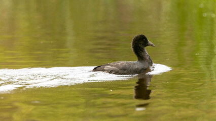 The Dusky Moorhen (Gallinula tenebrosa) is a medium-sized, dark grey-black water bird with a white undertail