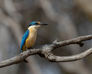 The Sacred Kingfisher (Todiramphus sanctus) is a medium sized kingfisher with a turquoise back, turquoise blue rump and tail, buff-white underparts and a broad cream collar