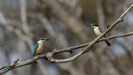 The Sacred Kingfisher (Todiramphus sanctus) is a medium sized kingfisher with a turquoise back, turquoise blue rump and tail, buff-white underparts and a broad cream collar
