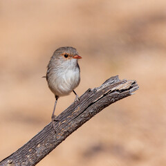 An adult female Splendid Fairywren (Malurus splendens) perched on a branch