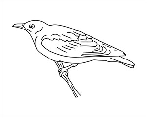 hand drawn oriole bird. Illustrator of doodle bird oriole on a white background. can be used for coloring, etc.
