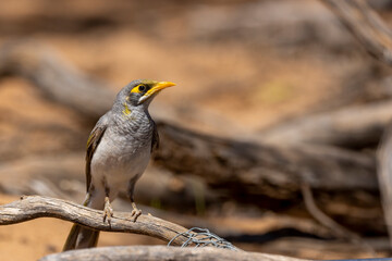 A medium sized grey coloured honyeater, with a black face and a distinctive yellow forehead and sides of throat known as the Yellow-throated Miner (Manorina flavigula)