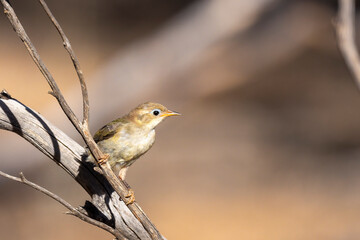 A small bird with a plain olive green body, a brown head and a creamy yellow eye-ring known as a Brown-headed Honeyeater (Melithreptus brevirostris) perched on a branch