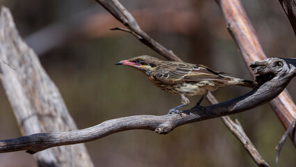 The Spiny-cheeked Honeyeater (Acanthagenys rufogularis) is a large, cinnamon-breasted honeyeater with dark-tipped pink bill