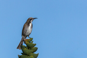 The Tawny-crowned Honeyeater (Gliciphila melanops) is a pale brown medium sized bird with a whitish throat and bib. Its distinctive tawny crown gives rise to its name