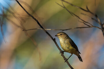The tiny Australian bird with very short, stubby bill known as a Weebill (Smicrornis brevirostris)