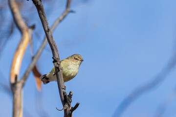 The tiny Australian bird with very short, stubby bill known as a Weebill (Smicrornis brevirostris)