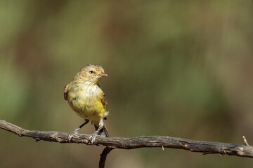 The tiny Australian bird with very short, stubby bill known as a Weebill (Smicrornis brevirostris)