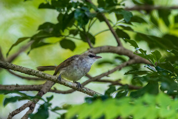 The Yellow-vented Bulbul (Pycnonotus goiavier) is a medium sized pale colored bird with an eye stripe, brown crest and a yellow vent.