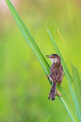 The Plain Prinia (Prinia inornata) also known as the plain wren-warbler or white-browed wren-warbler, is a small cisticolid warbler found in southeast Asia.