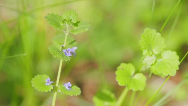 Creeping charlie, glechoma hederaceae flower in bloom in springtime. Flowers of the ground ivy. Close up.