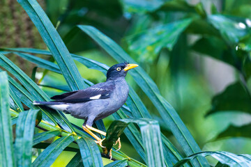 The Javan Myna (Acridotheres javanicus) is predominantly black with a thick yellow eye ring, legs and beak, also can raise the feathers on its forehead into a dramatic crest.