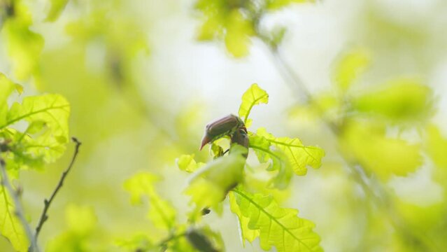 May-bug on a oak leaf. Reproduction coitus in spring. Cockchafer moves between the branches of an oak tree. Close up.