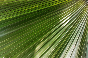 Obraz premium palm leaf background