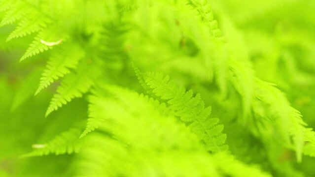 Wild fern nature concept. Beautiful green fern in the sun in the park. Green fern leaves lit by the sun. Shallow depth of field.