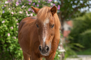 Portrait of a cute senior shetland pony wearing a flower boquet