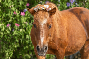 Obraz na płótnie Canvas Portrait of a cute senior shetland pony wearing a flower boquet