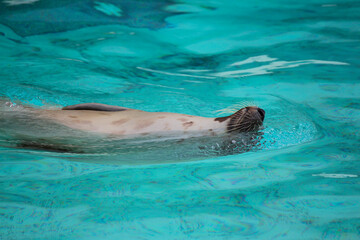 Obraz premium Seals in the zoo in Gaspé, QC, Canada